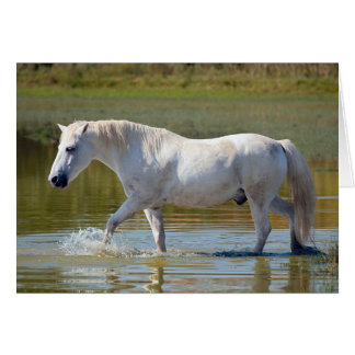 CARTÃO CAVALO BRANCO