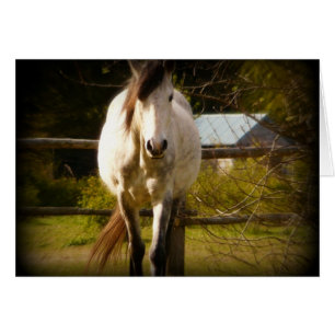 Cartão Cavalo branco
