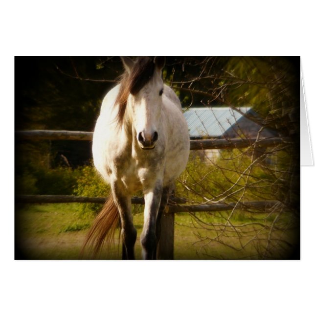 Cartão Cavalo branco (Frente Horizontal)