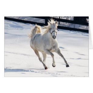 Cartão Cavalo Branco Correndo Em Neve