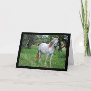 Cartão Cavalo Branco em Campo de Grama