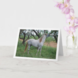 Cartão Cavalo Branco em Campo de Grama
