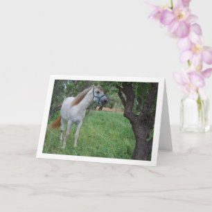 Cartão Cavalo Branco em Campo de Grama