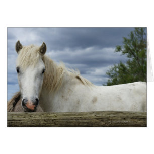 Cartão Cavalo Branco França