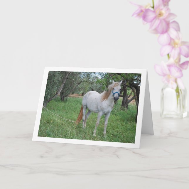 Cartão Cavalo Branco no Campo de Grama (Orquídea)