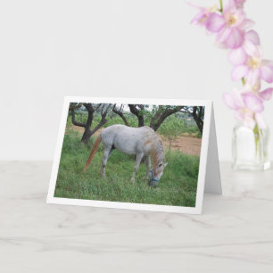 Cartão Cavalo Branco Pastando em Campo de Grama