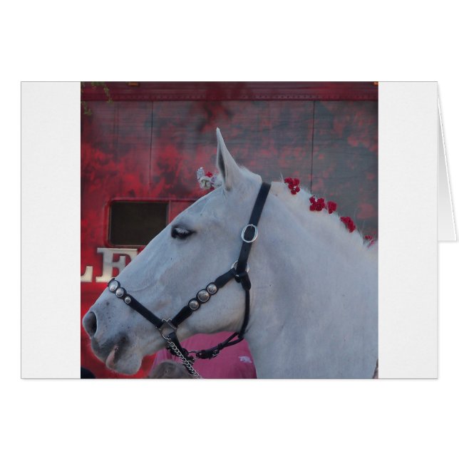 Cartão cavalo branco puro com rédea preta e flores vermel (Frente Horizontal)