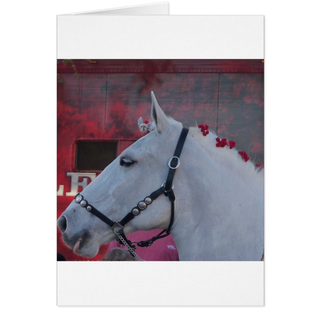 Cartão cavalo branco puro com rédea preta e flores vermel (Frente)