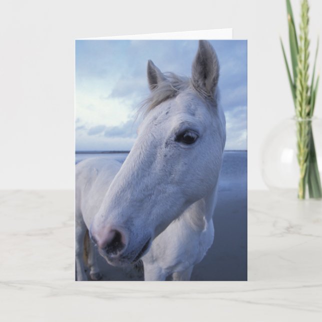 Cartão Cavalo Camargue (Frente)