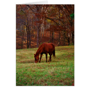 Cartão Cavalo castanho com nariz branco na borda do bosqu