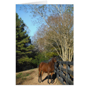 Cartão Cavalo castanho contra cerca