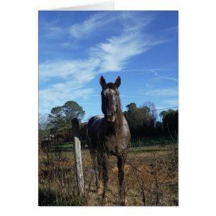 Cartão Cavalo castanho de chocolate em azul