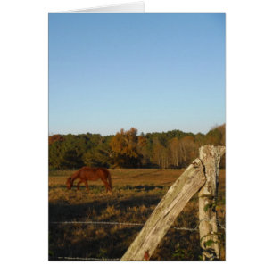 Cartão Cavalo castanho no Sol