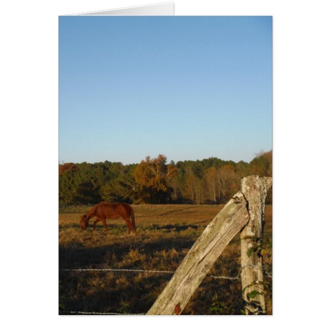 Cartão Cavalo castanho no Sol (Frente)