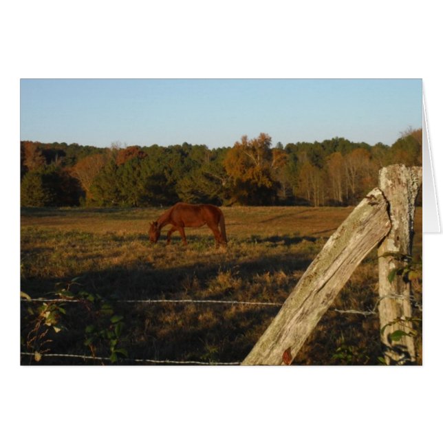 Cartão Cavalo castanho no Sol (Frente Horizontal)