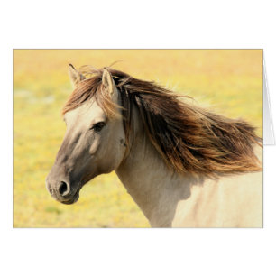 Cartão Cavalo, Cavalos, Equestre, Olá, Amor, Sinto Saudad