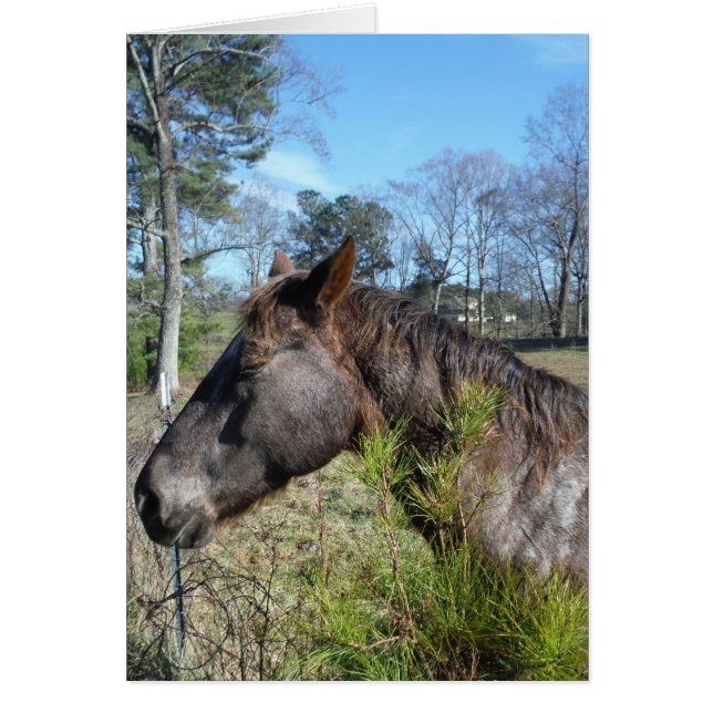 Cartão Cavalo Colorido de Coco e Creme (Frente)