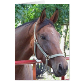 Cartão cavalo de baía