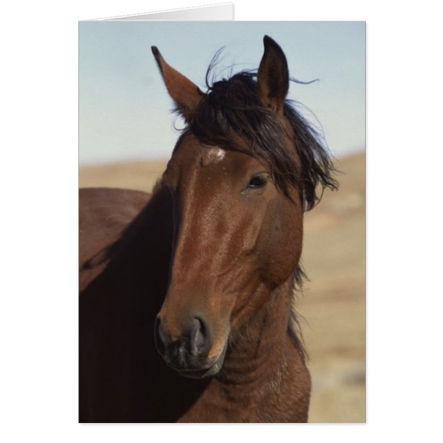 Cartão Cavalo de Baía no Vento (Frente)