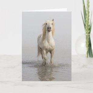 Cartão Cavalo de Camargue Correndo na Água