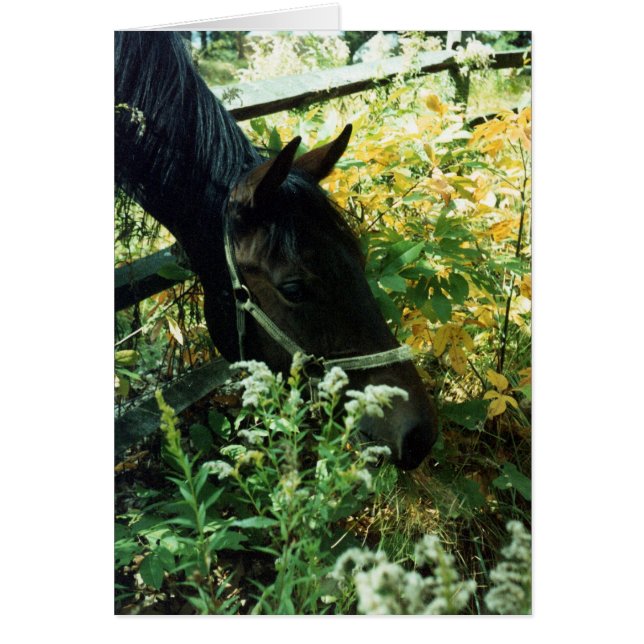 Cartão Cavalo de Cruzamento (Frente)