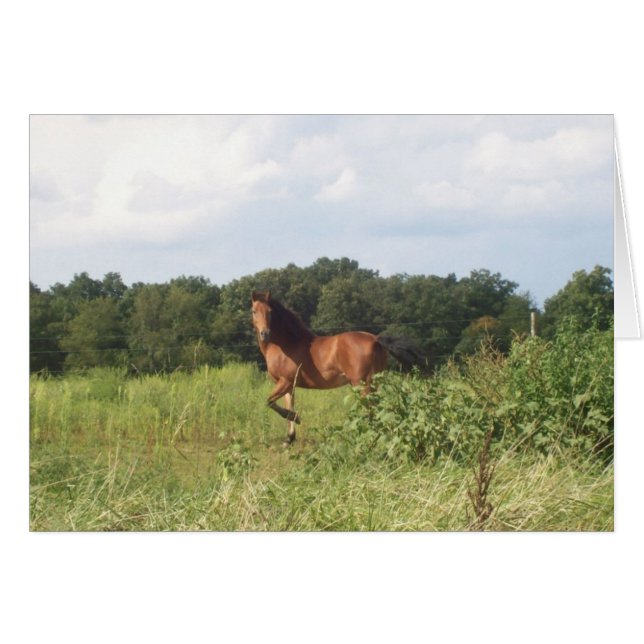 Cartão Cavalo de Fazenda (Frente Horizontal)
