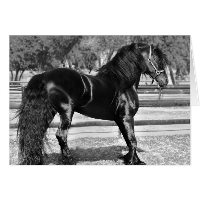 Cartão Cavalo de garanhão preto (Frente Horizontal)
