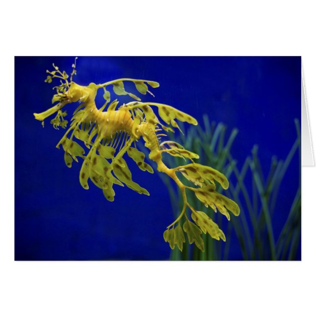 Cartão Cavalo de mar (Frente Horizontal)