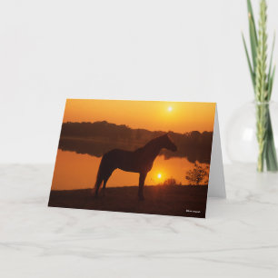 Cartão Cavalo De Montanha Rochosa Em Pé De Sol