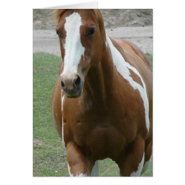 Cartão Cavalo de Pintura Flashy (Frente)