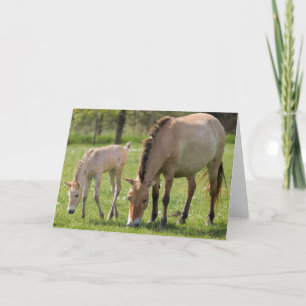 Cartão Cavalo de Przewalski e Espuma de Foal
