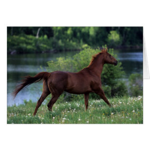 Cartão Cavalo de raça pura em Flores