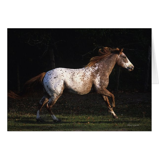 Cartão Cavalo do Appaloosa que funciona 4 (Frente Horizontal)