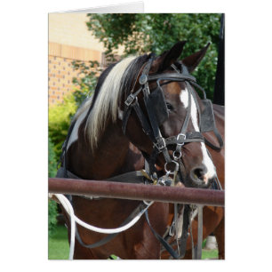 Cartão Cavalo do carrinho de Amish do Pinto da baía