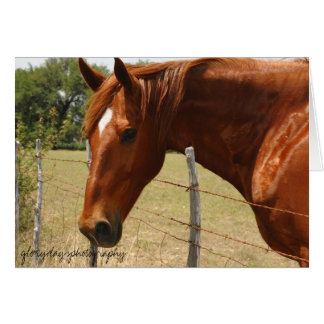 Cartão Cavalo do país do monte de Texas