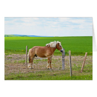 Cartão Cavalo e Campo