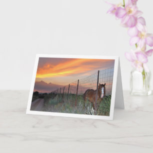 Cartão Cavalo Espanhol ao Pôr do Sol