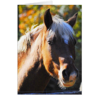 Cartão Cavalo Feliz