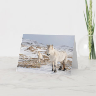 Cartão Cavalo Islandês   Blonduos, Islândia