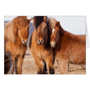 Cartão Cavalo islandês durante o inverno