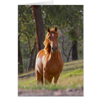 Cartão Cavalo Marrom-castanho-gordinho em campo
