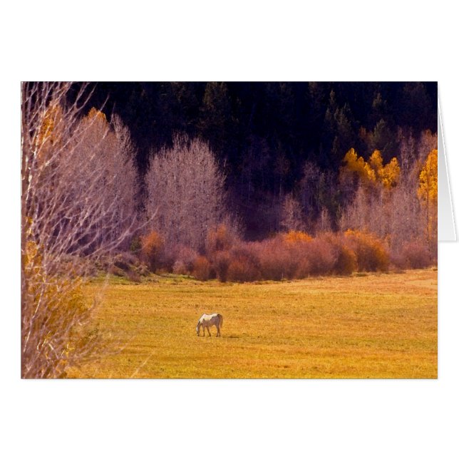 Cartão Cavalo na Queda I (Frente Horizontal)