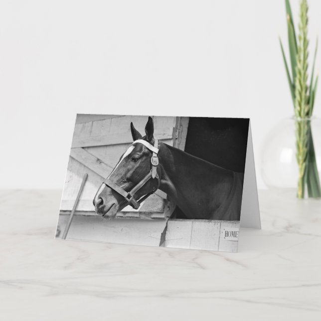 Cartão Cavalo Negro e Branco, Aniversário (Frente)