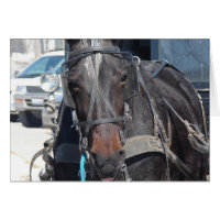 Cavalo No Estacionamento
