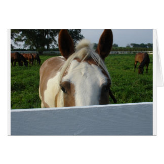 Cartão Cavalo Peek a Boo