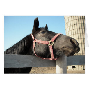 Cartão Cavalo Por Aí