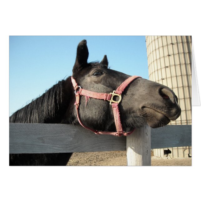 Cartão Cavalo Por Aí (Frente Horizontal)