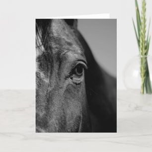Cartão Cavalo Preto Branco Olho Arte