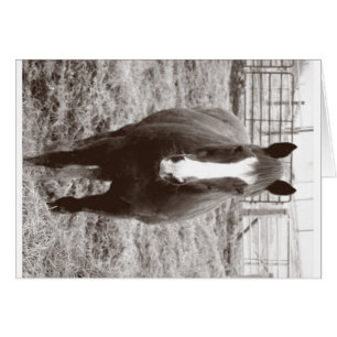Cartão Cavalo preto e branco