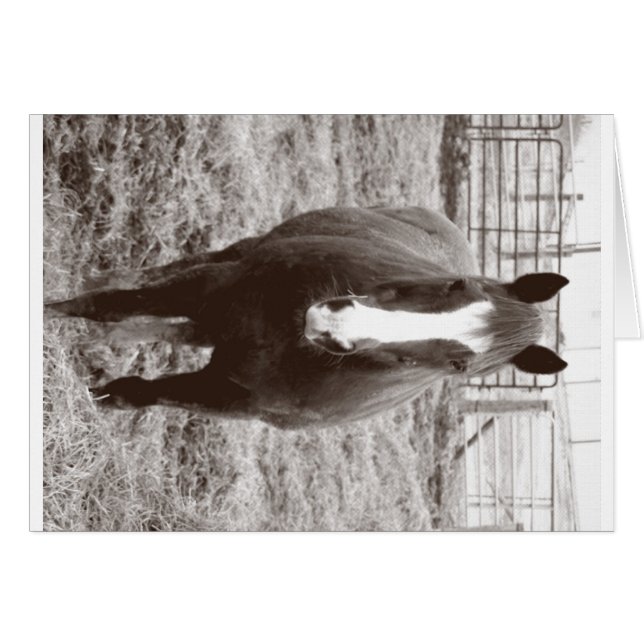 Cartão Cavalo preto e branco (Frente Horizontal)